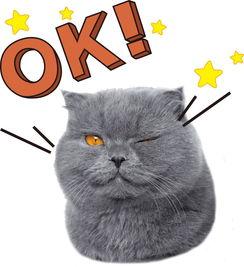 娱乐吃瓜猫作品原声,原声音乐背后的故事与魅力